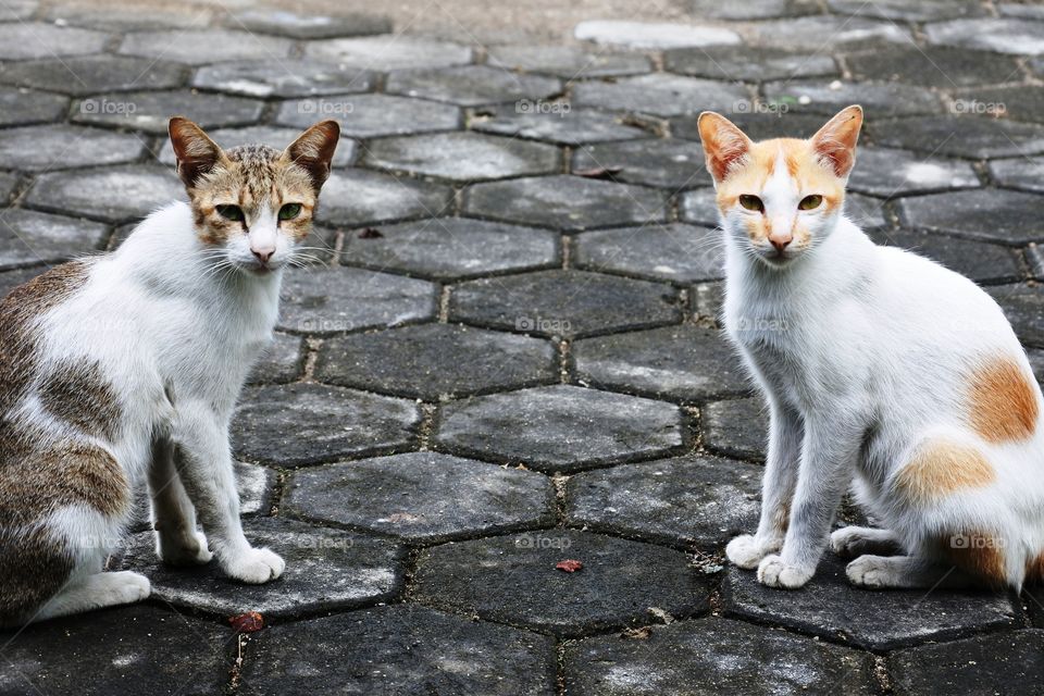 my cutes cats on the paving ground