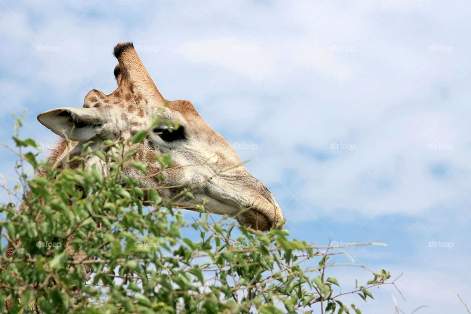 Beautiful Giraffe close-up in Pilanesberg National Park in South Africa