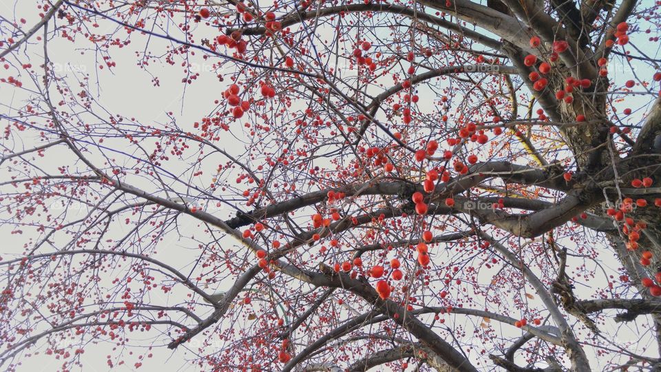Rowanberries growing on tree