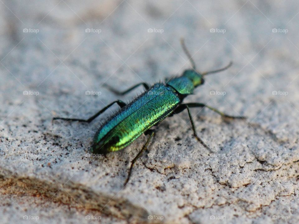 Beautiful macro green beetle 