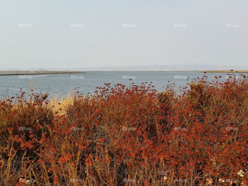 Red dried flowers. Dried red flowers and shrubs. Bay in the background.