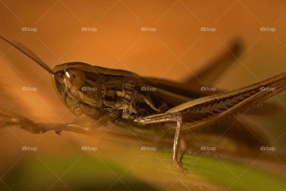 An upclose shot over a locust.