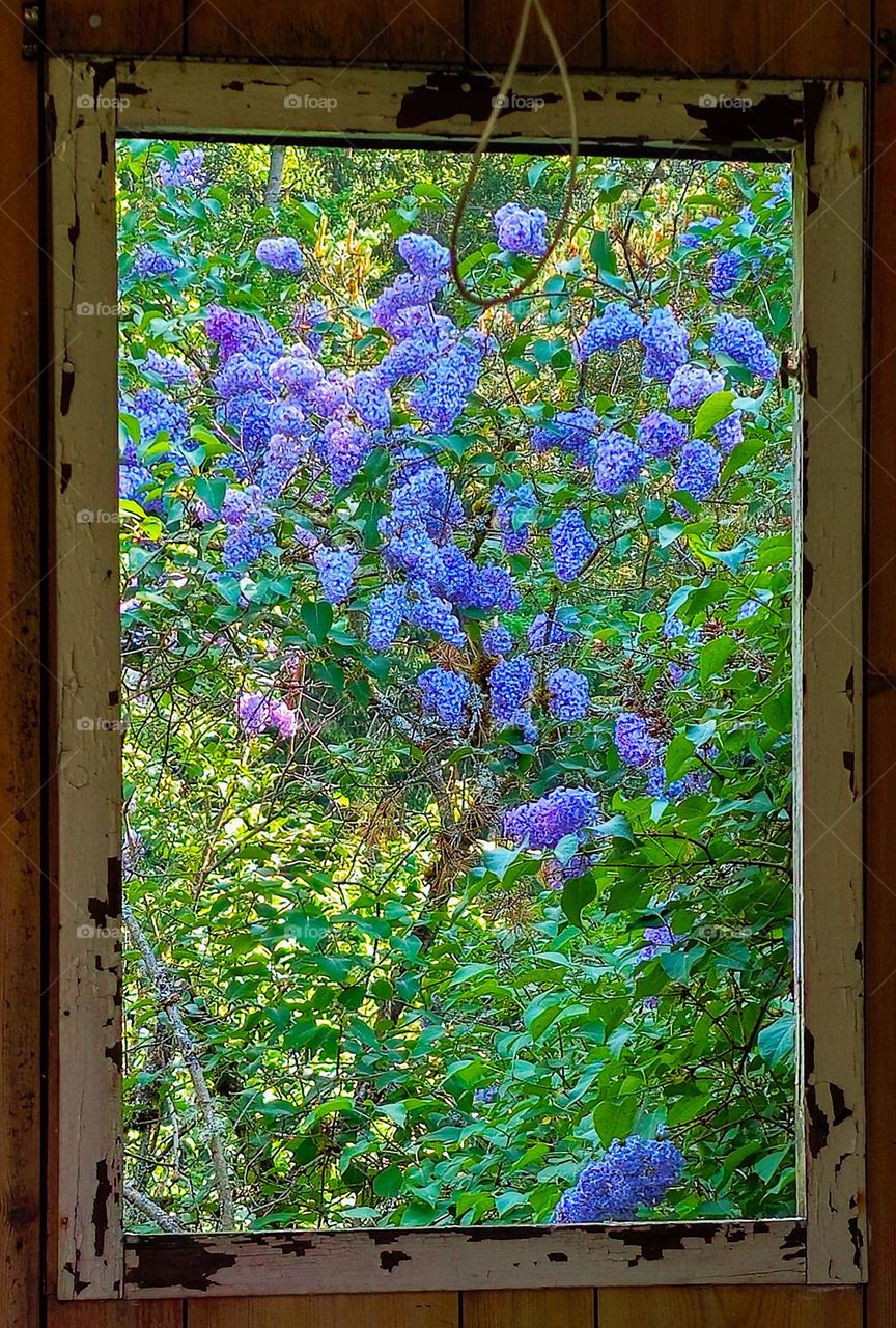 into a little cabin into the forest I found a  window ,and that view, its amazing and magic . ❤️🧡💛💚💙