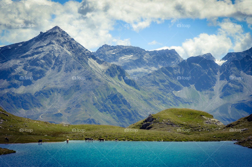 cow herd on a mountain lake, swiss/italian alps.