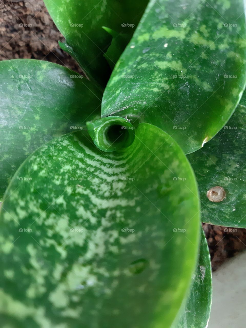 Texture of agloanema leaves in a close up mode. This plant is known as "Sri Rezeki" in  Indonesia and commonly used as a decorative plant.