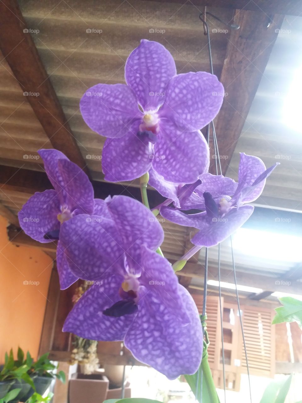 purple orchids