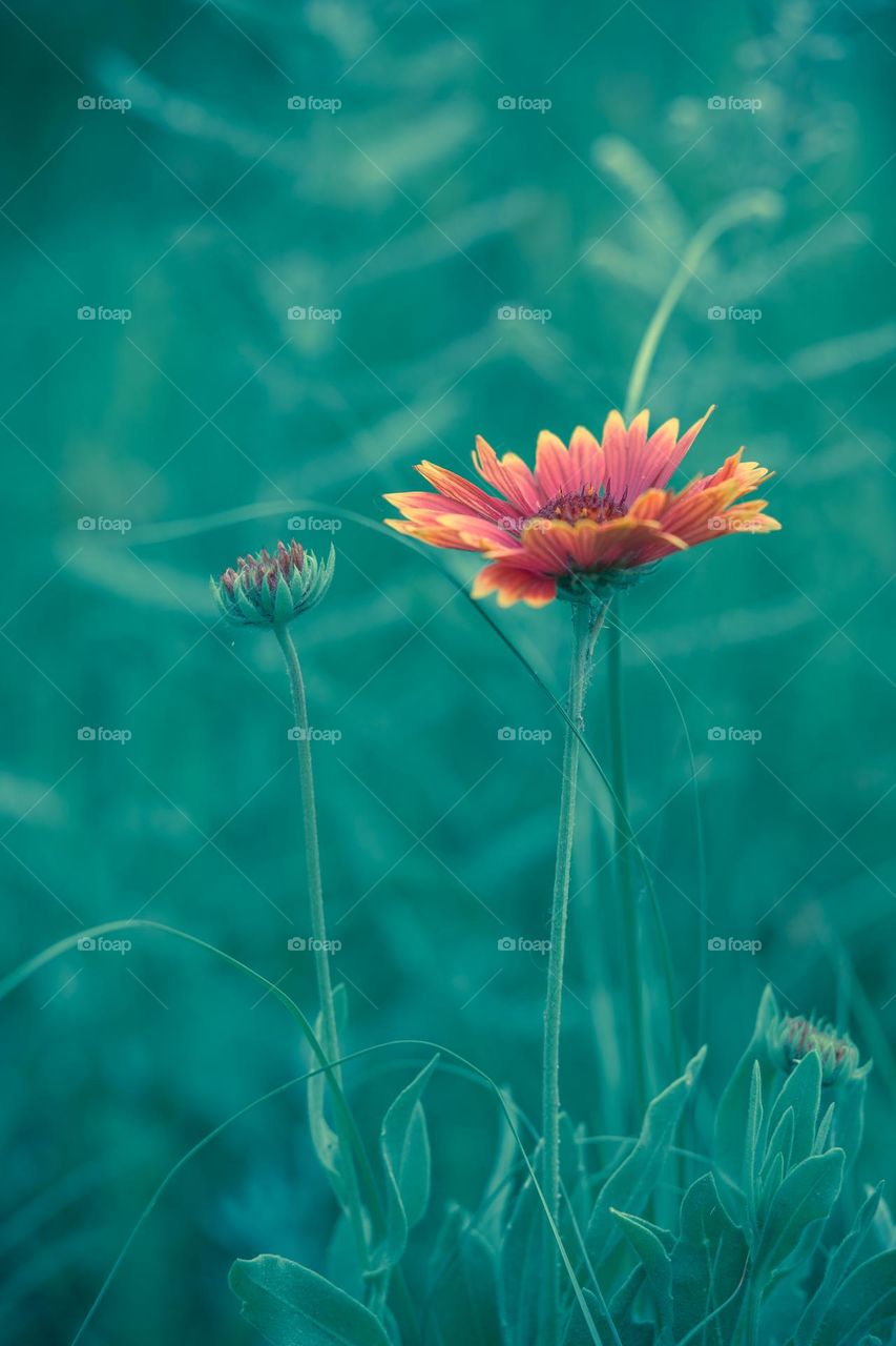 Blanket Flower and Friends Beautifully Glowing in the Field