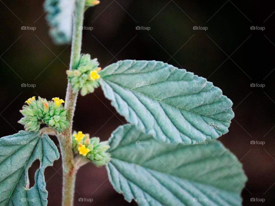 Close up view of a wild plant with beautiful texture and pattern on the leaves