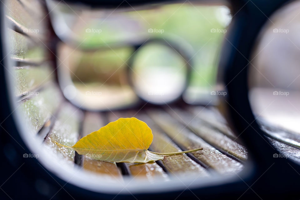 Autumn leaf on the bench in the park