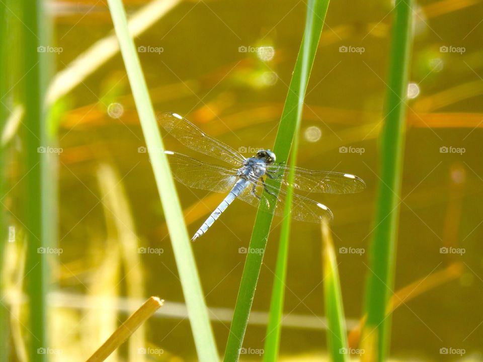 Dragonfly by the Pond