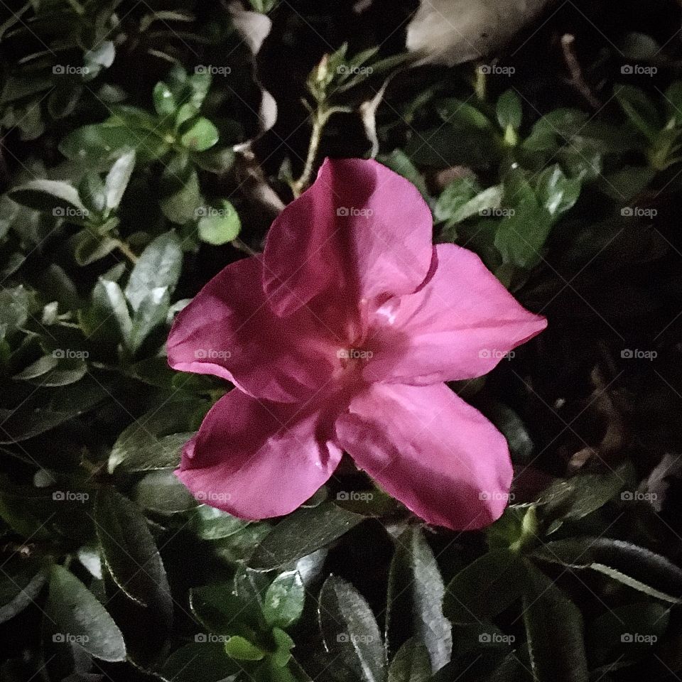 🌺Fim de #cooper!
Suado, cansado e feliz, alongando e curtindo a beleza das #flores ainda no escuro.
🏁 🙆‍♂️ 
#corrida #treino #flor #flower #flowers #pétalas #pétala #jardim #jardinagem #garden #flora #run #running #esporte #alongamento