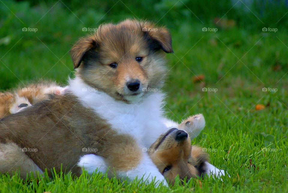 Two very cute puppies