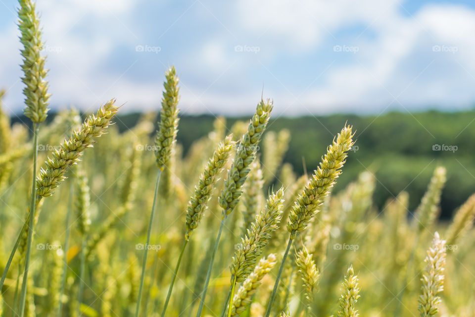 a field full of green wheat