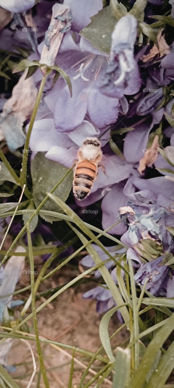 Bee and bumblebee foraging
