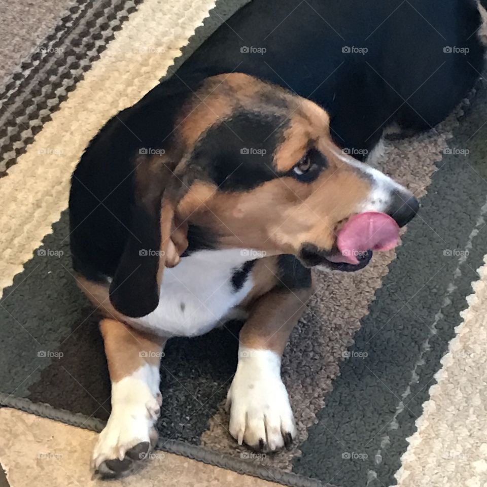 Beagle Basset Hound mix dog licking his chops