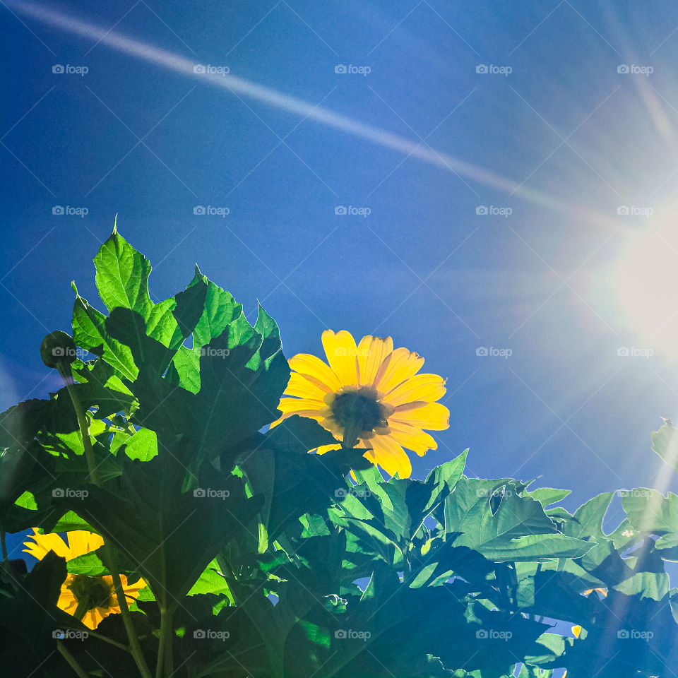 How beautiful I am reflecting on this beautiful sunflower 🌻 How beautiful!