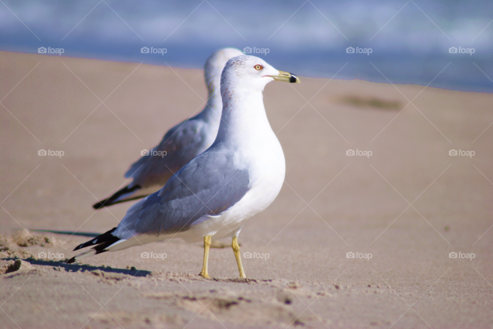 birds bird seagull seagulls by sher4492000