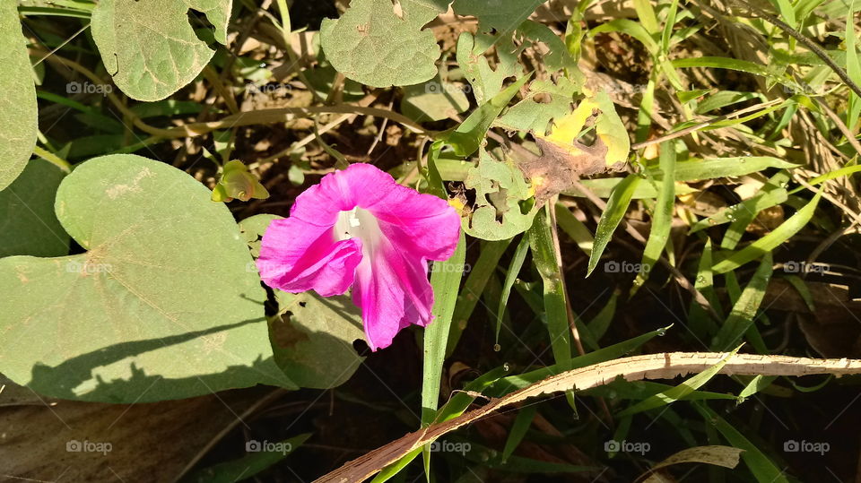 Nature Ipomoea nil