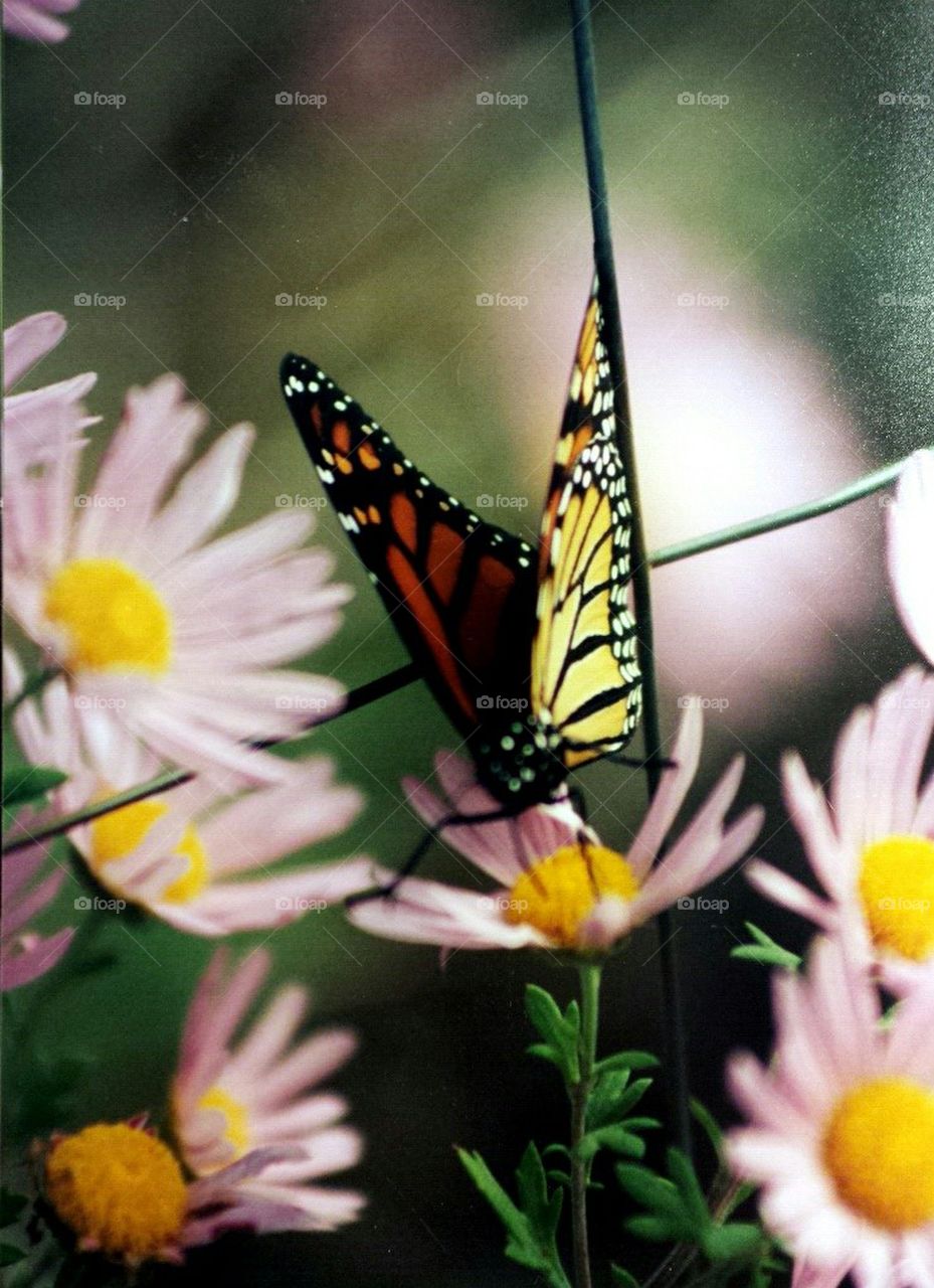 monarch on flower