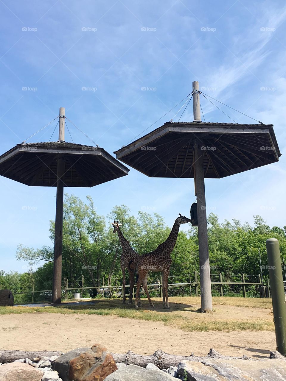 The giraffe - Toronto Zoo