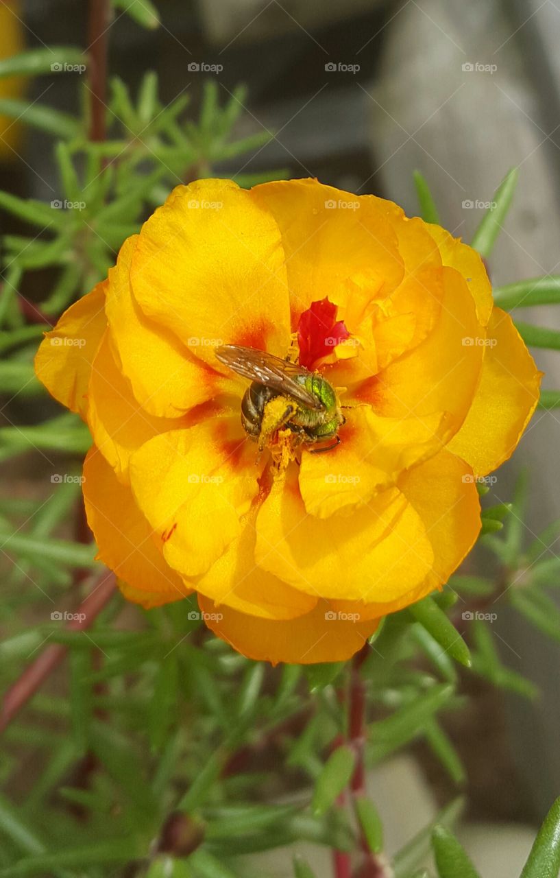 bee on the flower collecting pollen