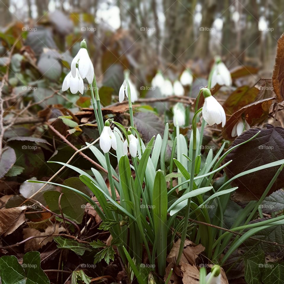 Snowdrops in the woods surrounded by leaves