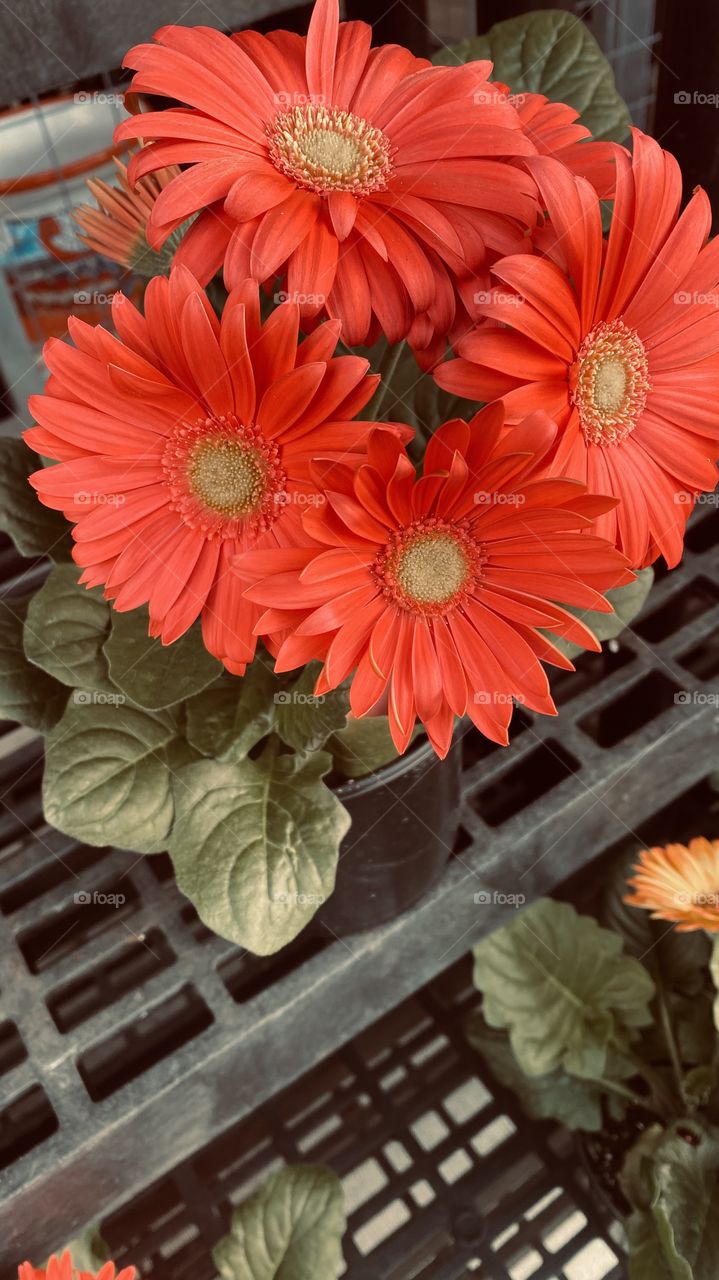 Gerber Daisy deep Pink Healthy Fresh plenty small pots