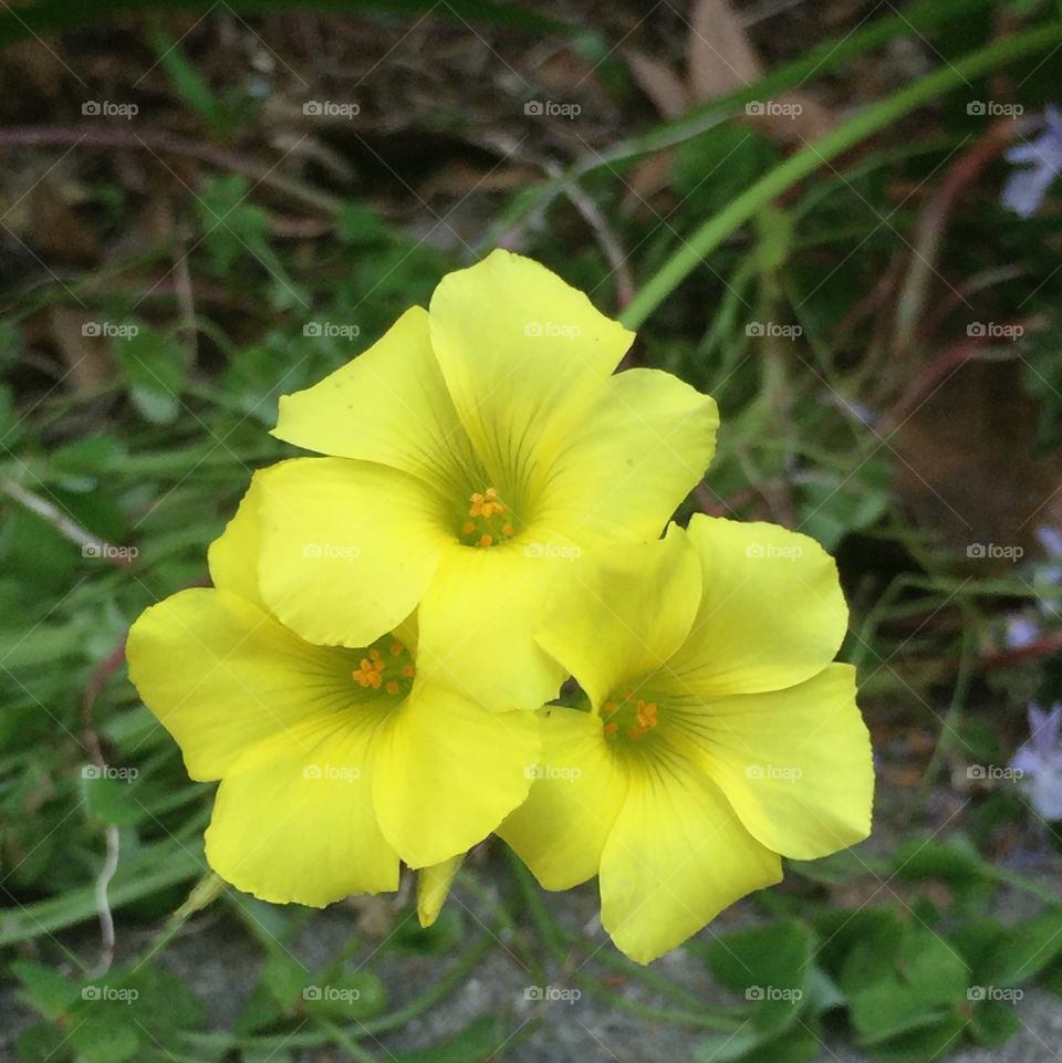 Bermuda buttercups