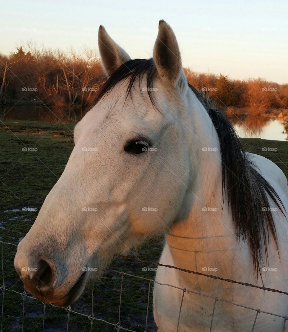 A beautiful gray horse in the natural light of the Golden hour