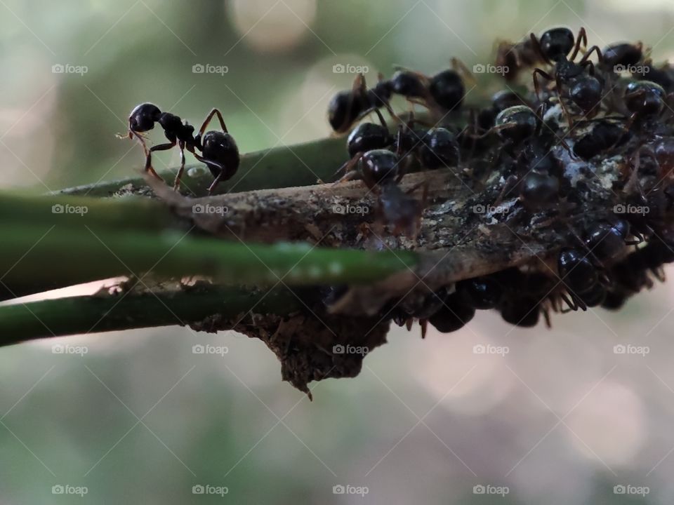 learn from ants who always do everything together with their group to get food