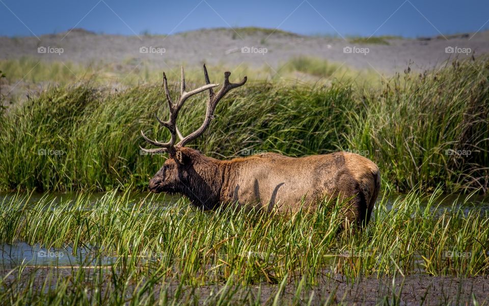 Elk in marsh land