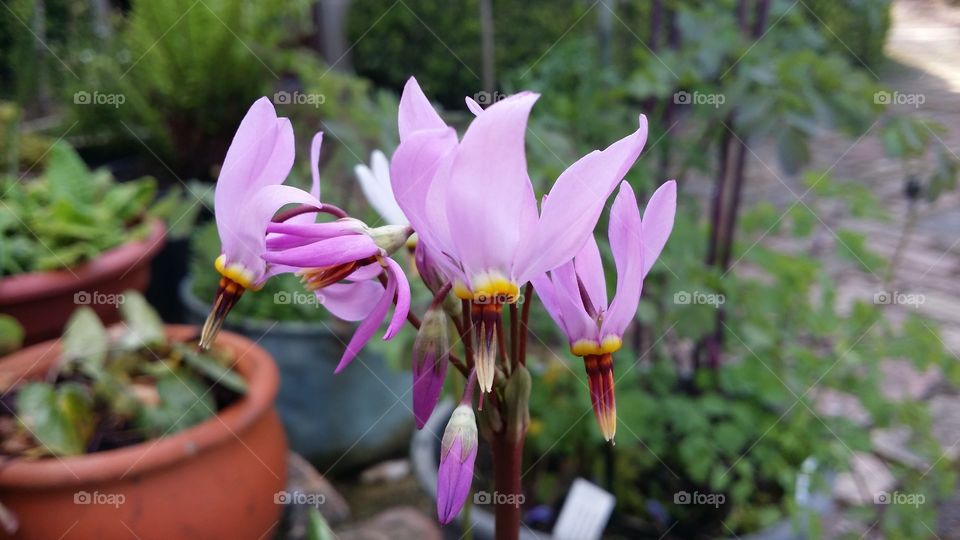 Erythronium