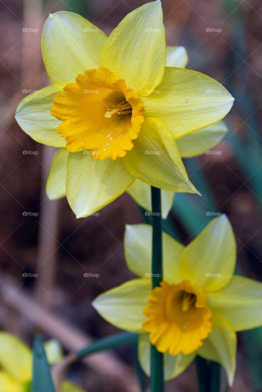 daffodil