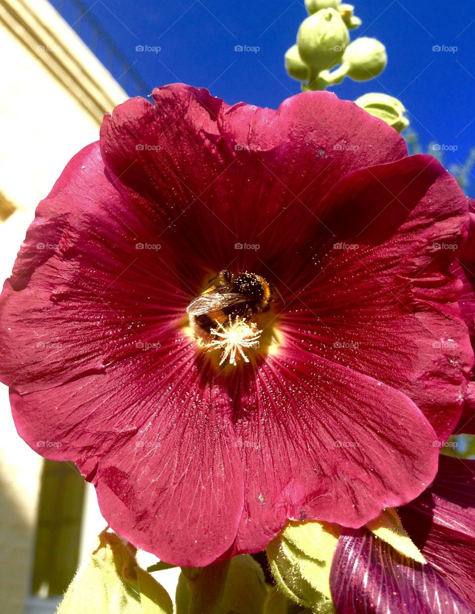 Pollen. Sunset in the garden