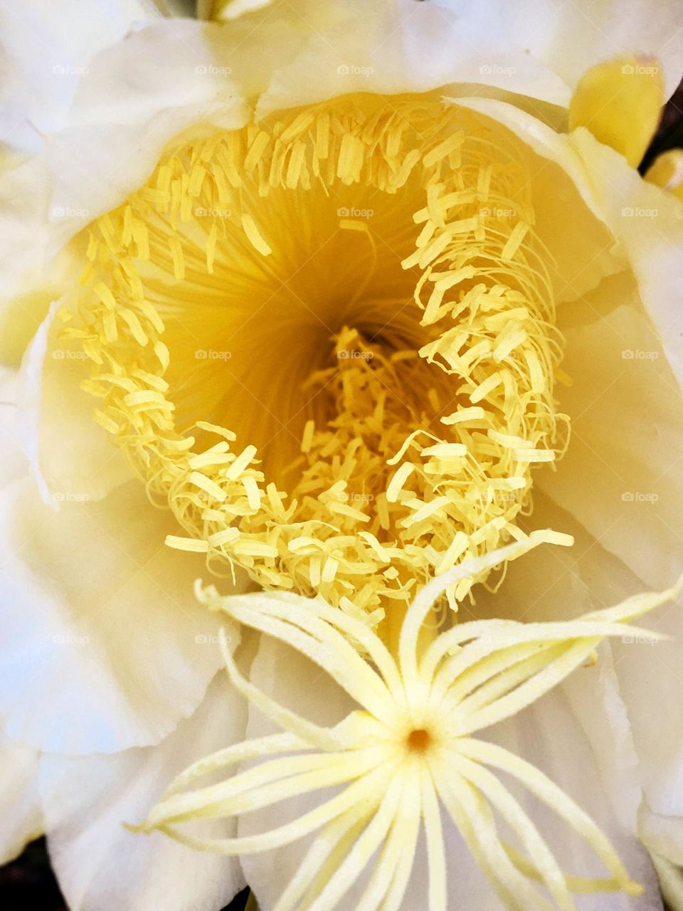 Flor da Pitaya 