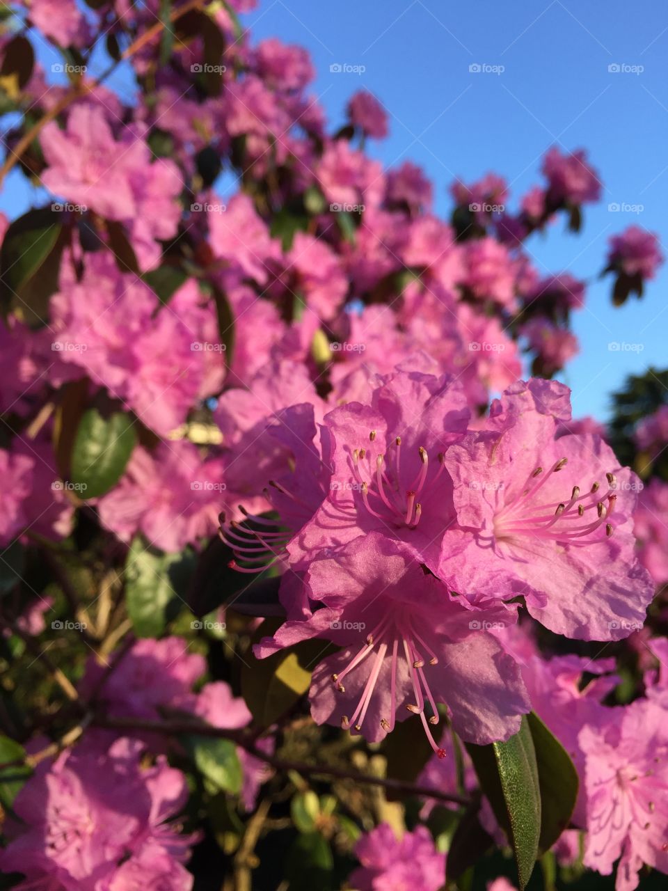 Pretty in Pink