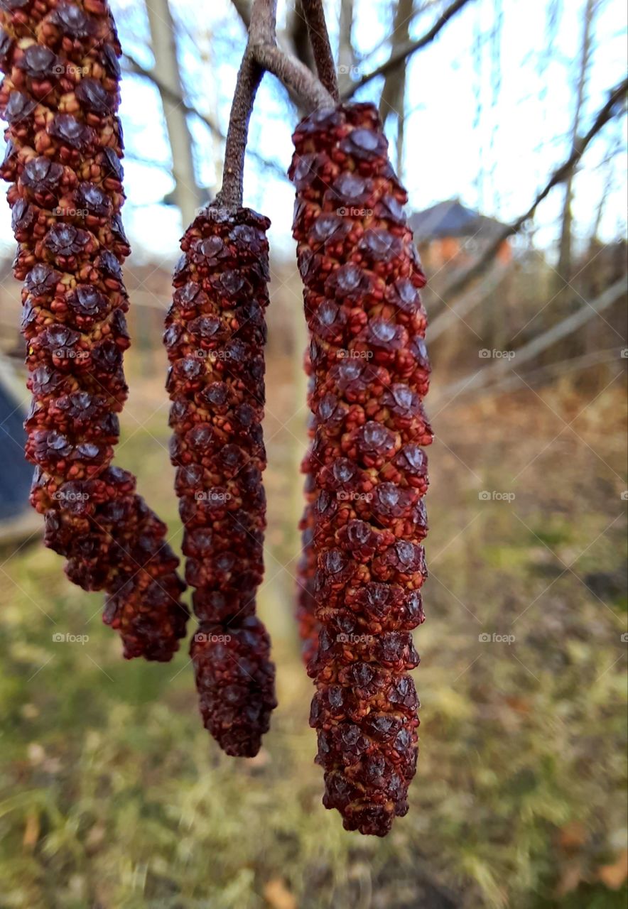 close-up  of brown - purple catkins  of black alder in spring time