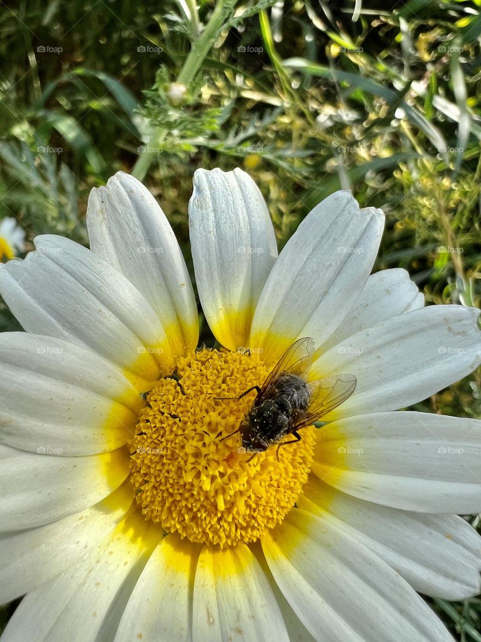 Fly on a flower