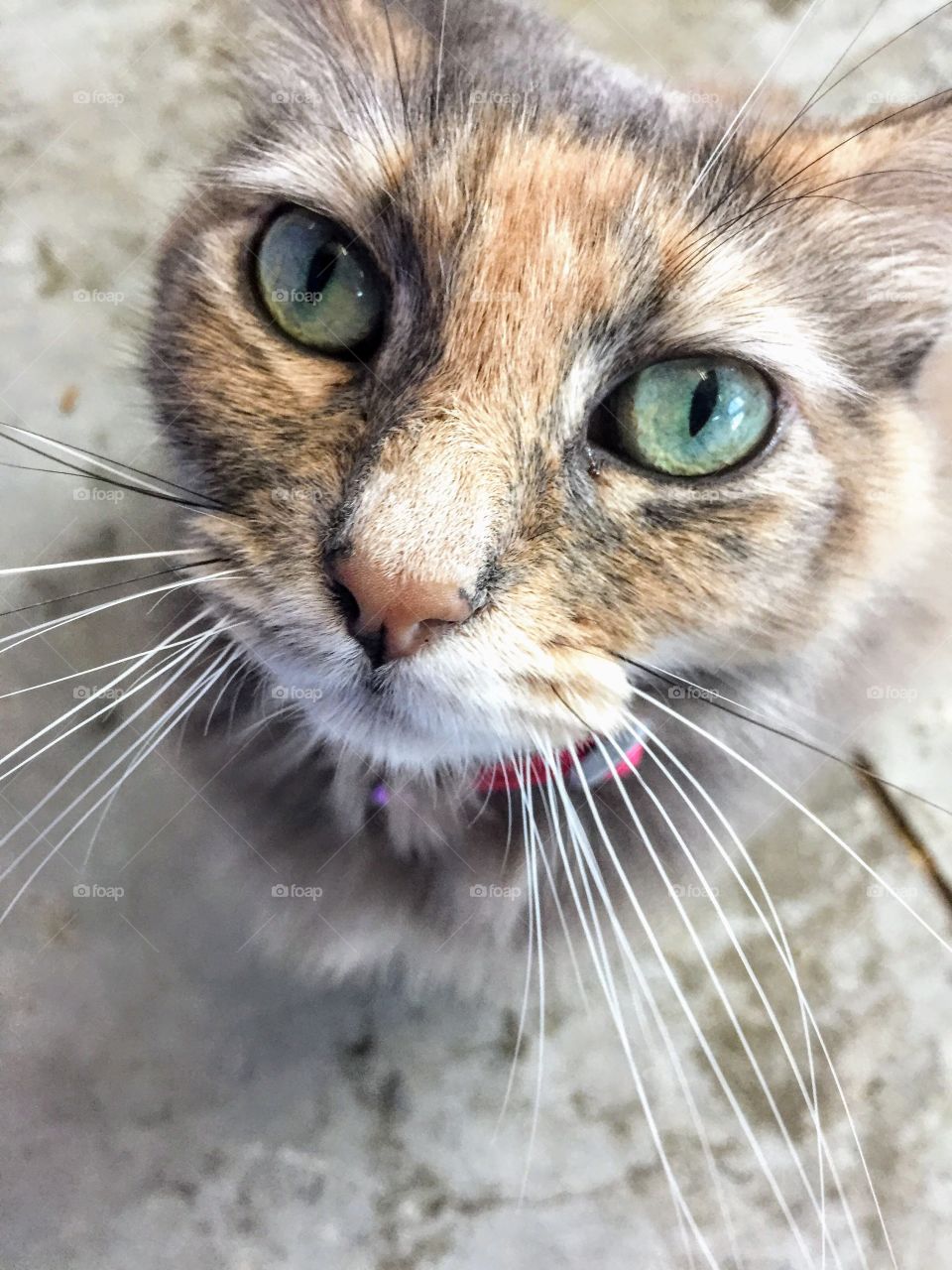 A cute kitten looking up