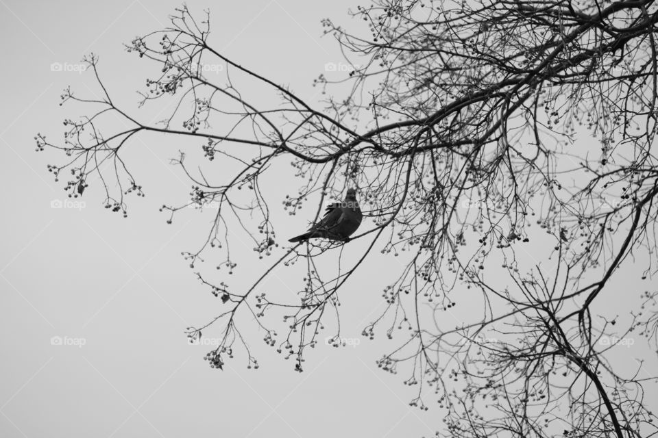 Bird on a wire  -  wait there is no wire