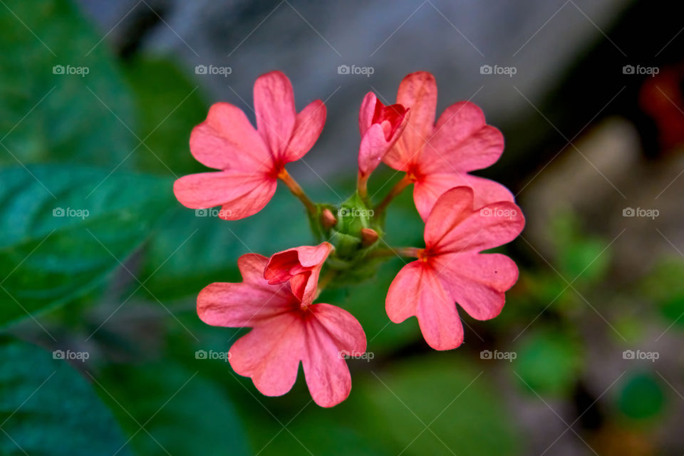 Floral photography - Crossandra - Petals Pattern