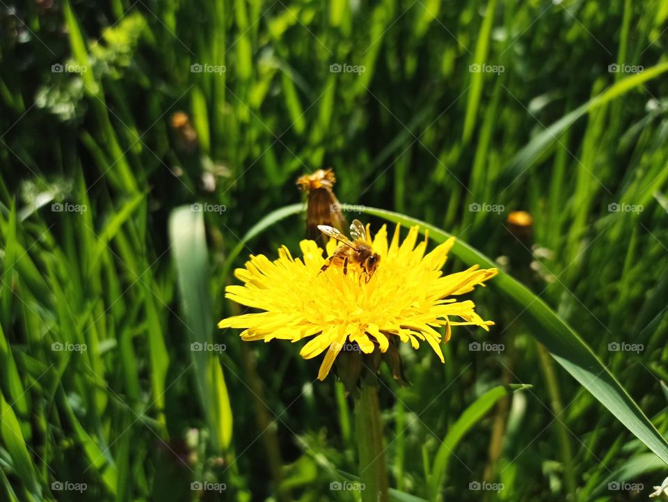 Taraxacum officinale, the dandelion or common dandelion, is a flowering herbaceous perennial plant of the dandelion genus in the family Asteraceae