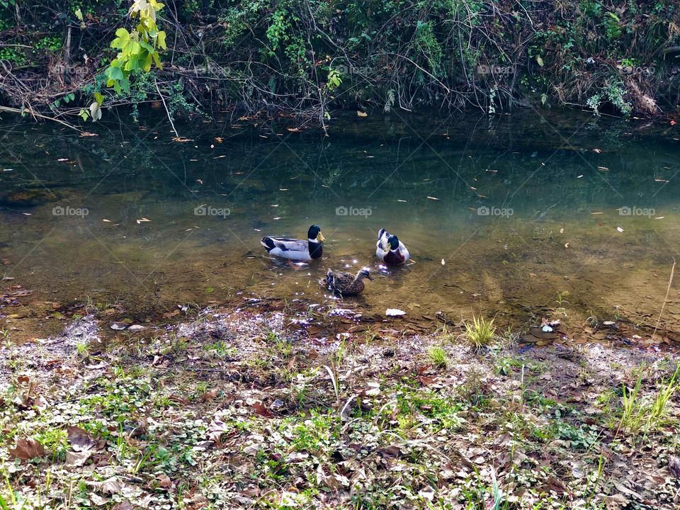 Trio of ducks