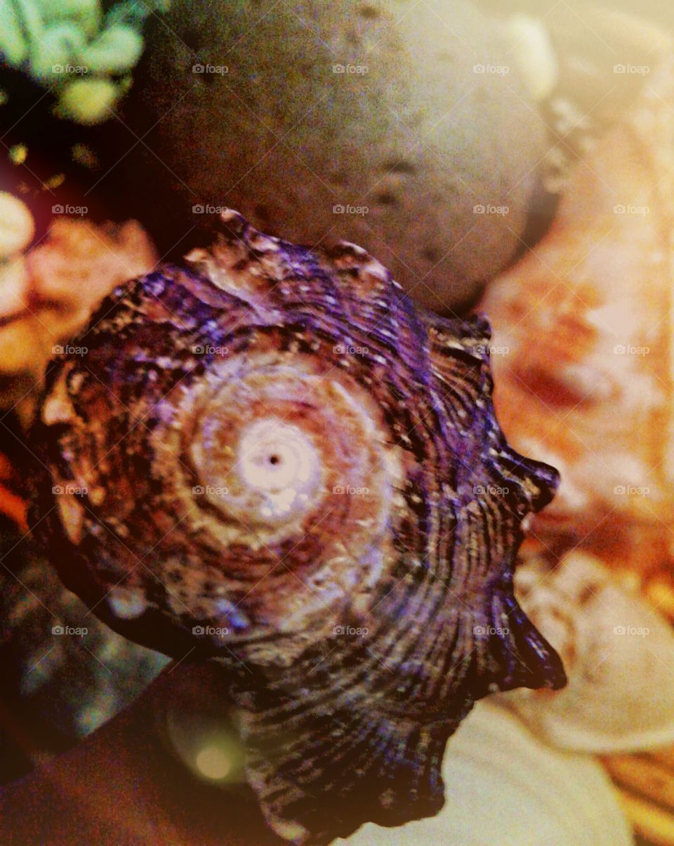 spiraling shells