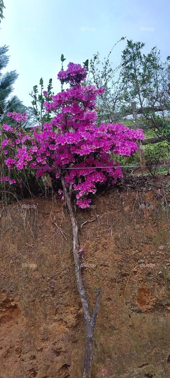 pink azalea tree