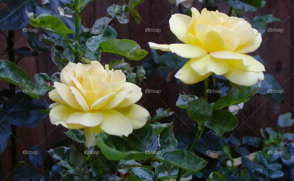 Roses