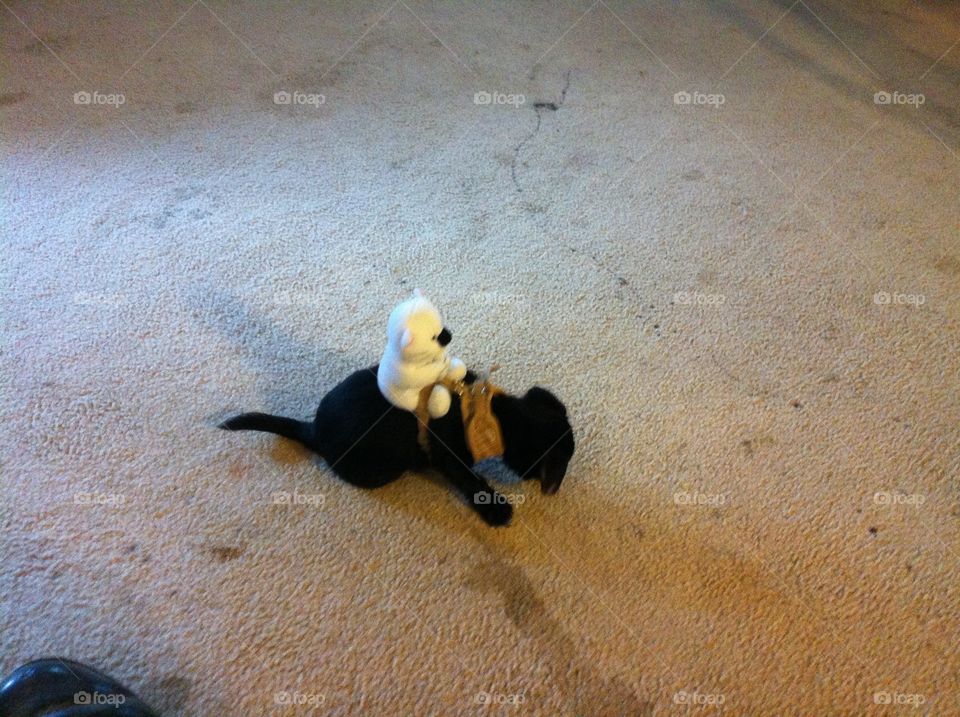 pet with stuffed bear riding it