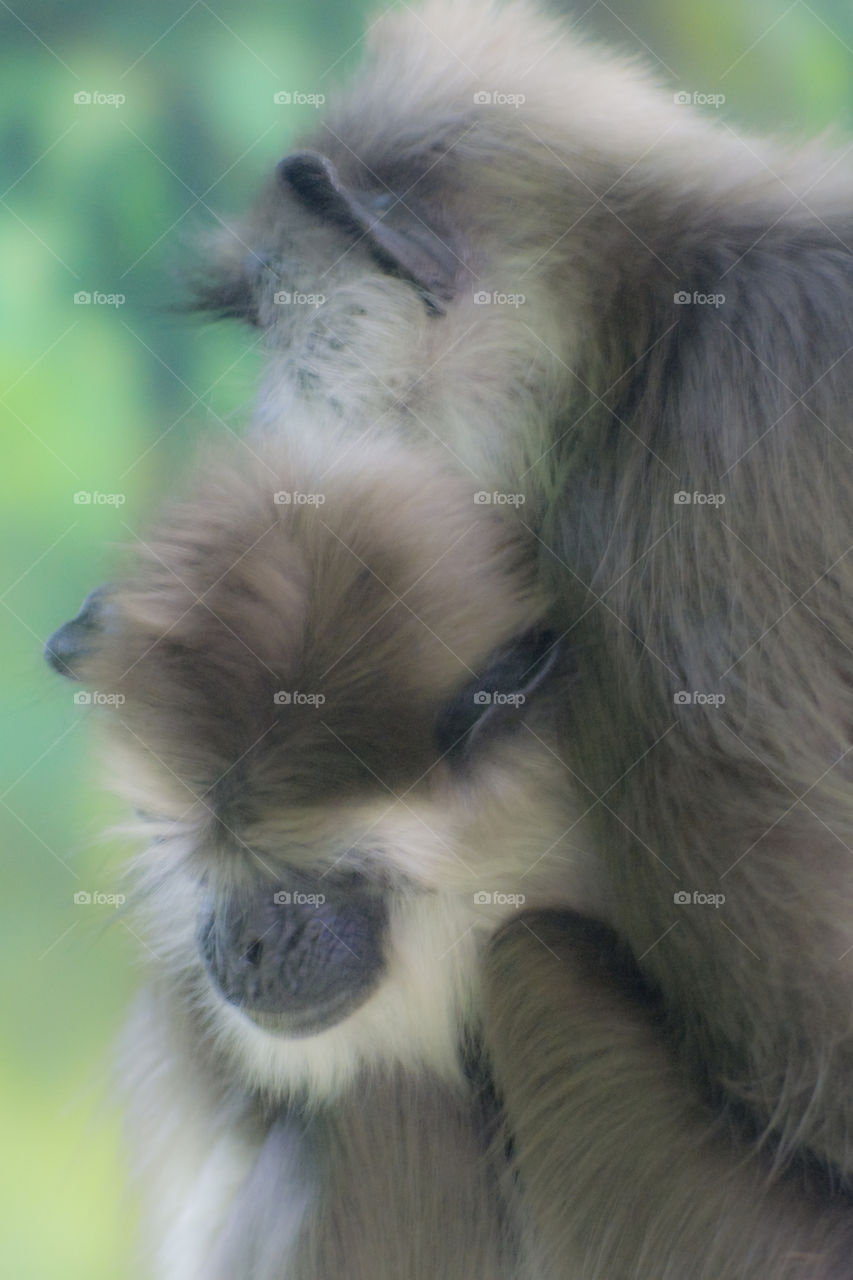 Two monkey affectionately embracing at the zoo