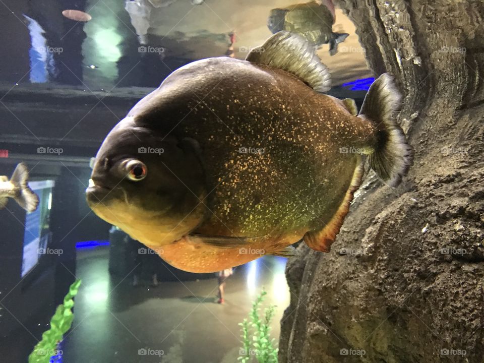 Pacu fish or piranha? 