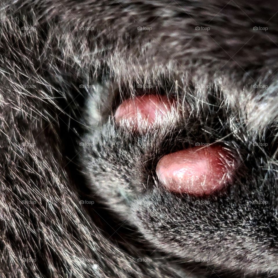 close up of a cat's paw.